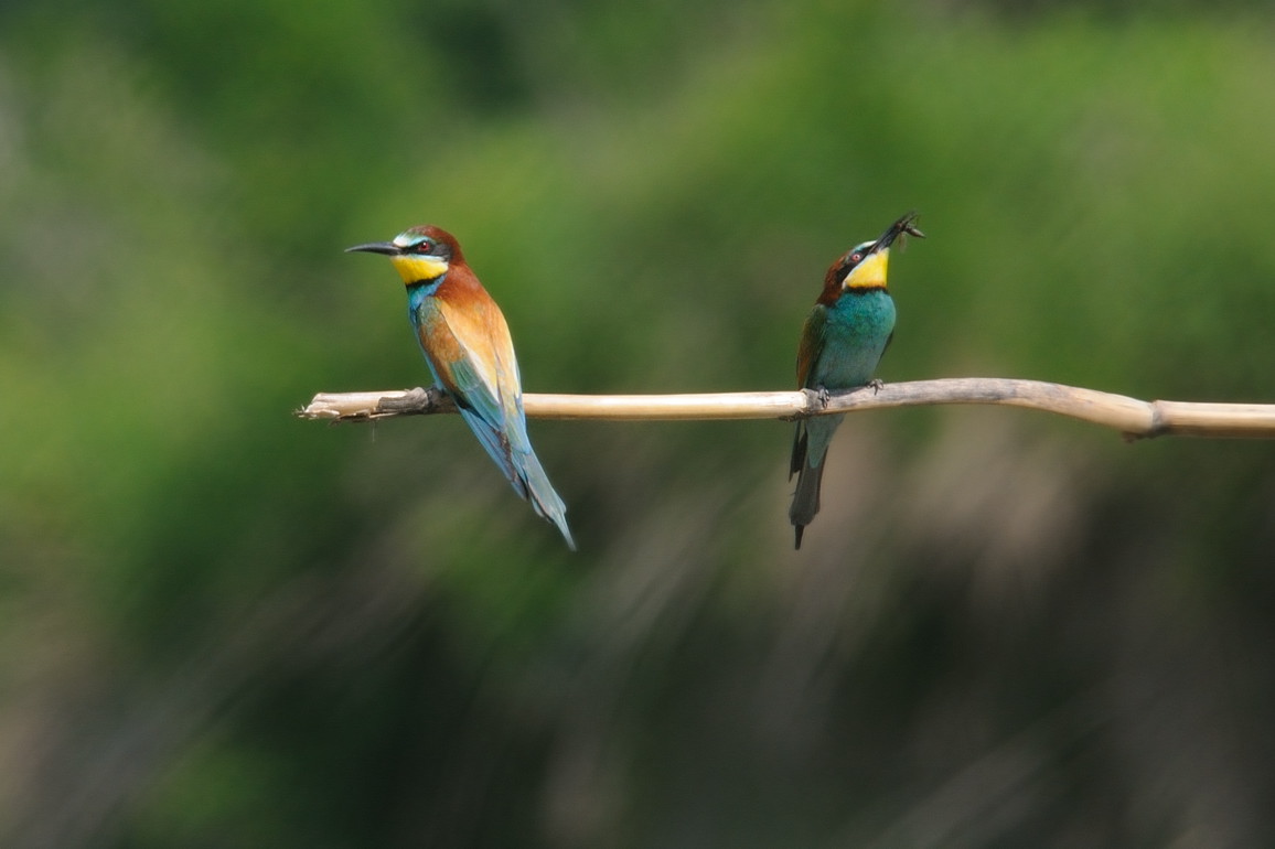 I Gruccioni son tornati